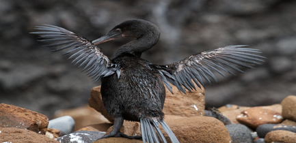 day-five-itinerary-a-elite-vicente-roca-flightless-cormorant